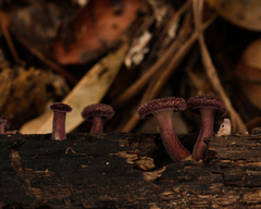 Panus strigellus