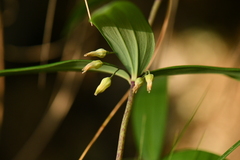 Polygonatum verticillatum