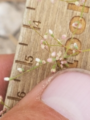 Eriogonum spergulinum