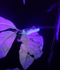 Sphingidae