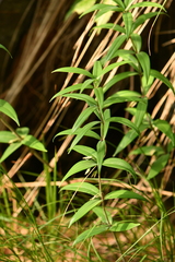 Polygonatum verticillatum