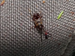 Scolopostethus decoratus