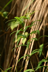 Polygonatum verticillatum