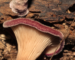 Panus strigellus