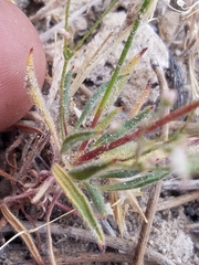Eriogonum spergulinum