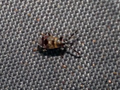 Scolopostethus decoratus