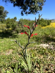 Gladiolus cunonius