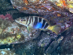 Serranus scriba
