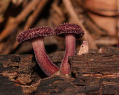 Panus strigellus