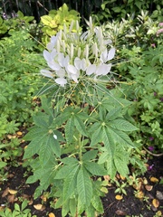 Cleome