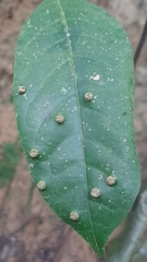 Cynipoidea