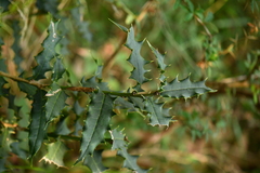 Aquifoliaceae