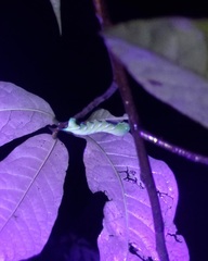 Sphingidae