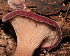 Panus strigellus