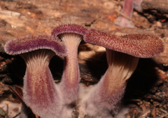 Panus strigellus