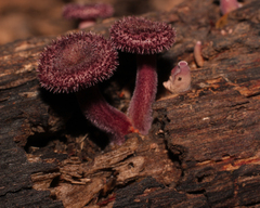Panus strigellus