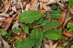 Polygonaceae