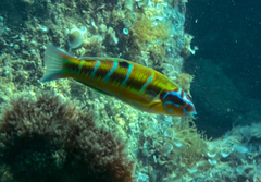 Thalassoma pavo