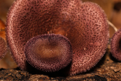 Panus strigellus