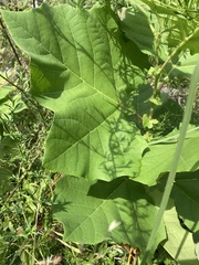 Platanus