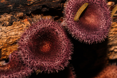 Panus strigellus