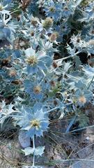 Eryngium maritimum
