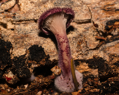 Panus strigellus