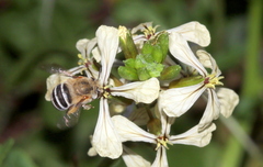 Anthophora