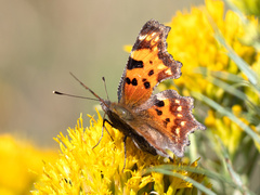 Polygonia faunus