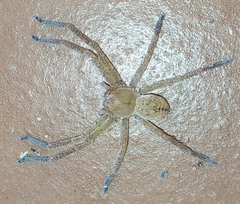 Olios