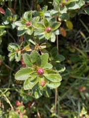 Rhododendron hirsutum