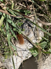 Phragmatobia fuliginosa