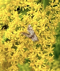 Petrophila fulicalis