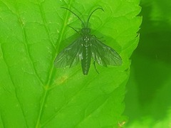 Phymatocera aterrima