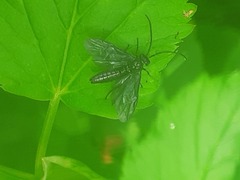 Phymatocera aterrima