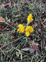 Lotus corniculatus