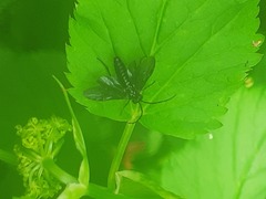 Phymatocera aterrima