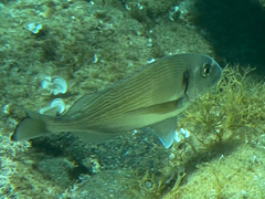 Sparus auratus