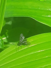 Phymatocera aterrima