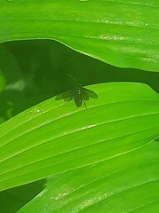 Phymatocera aterrima
