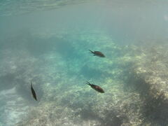 Chromis chromis