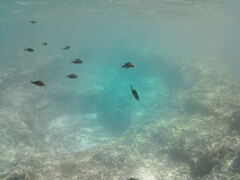 Chromis chromis