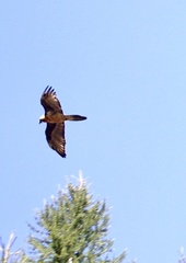 Gypaetus barbatus
