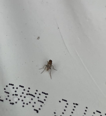 Phoridae