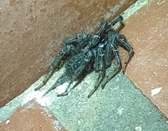 Thelechoris striatipes