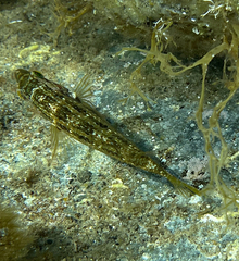 Symphodus roissali