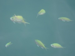 Chromis viridis