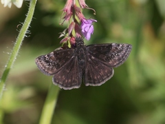 Erynnis baptisiae