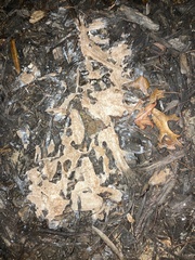 Fuligo septica