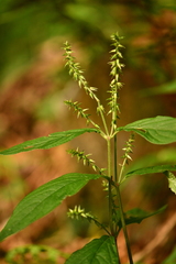 Achyranthes